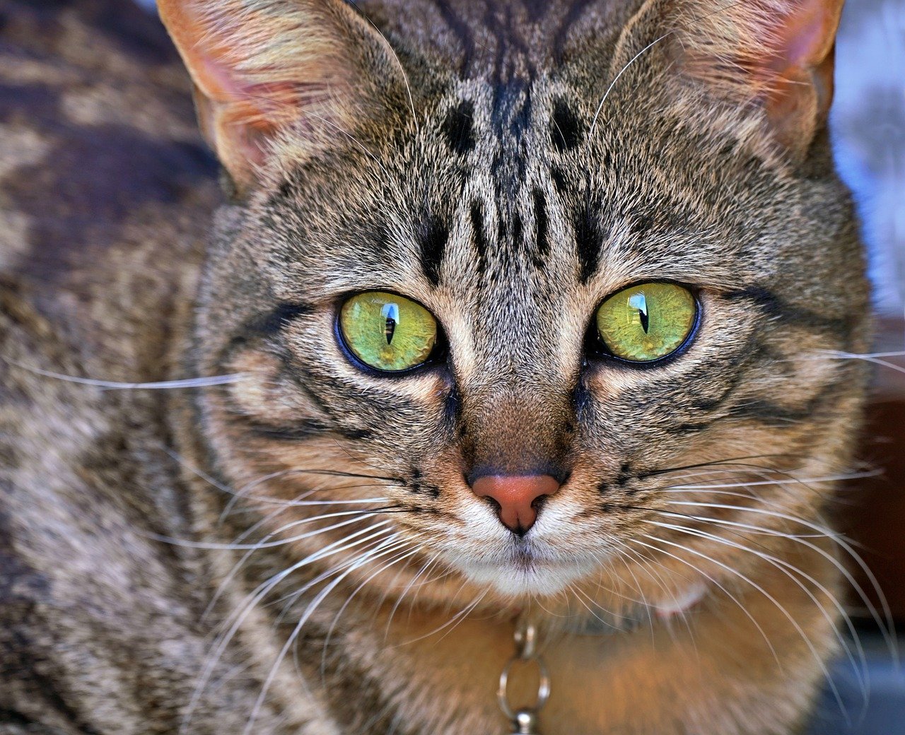 cat, to see, free background, cute, beautiful wallpaper, nature, 4k wallpaper, hair, feline, wallpaper 4k, animal, domestic animal, cool backgrounds, 4k wallpaper 1920x1080, national, full hd wallpaper, wallpaper hd, pet, free wallpaper, mac wallpaper, mammal, animal world, hd wallpaper, wallpaper, windows wallpaper, desktop picture, laptop wallpaper, hintergrundsbild, desktop backgrounds, yk