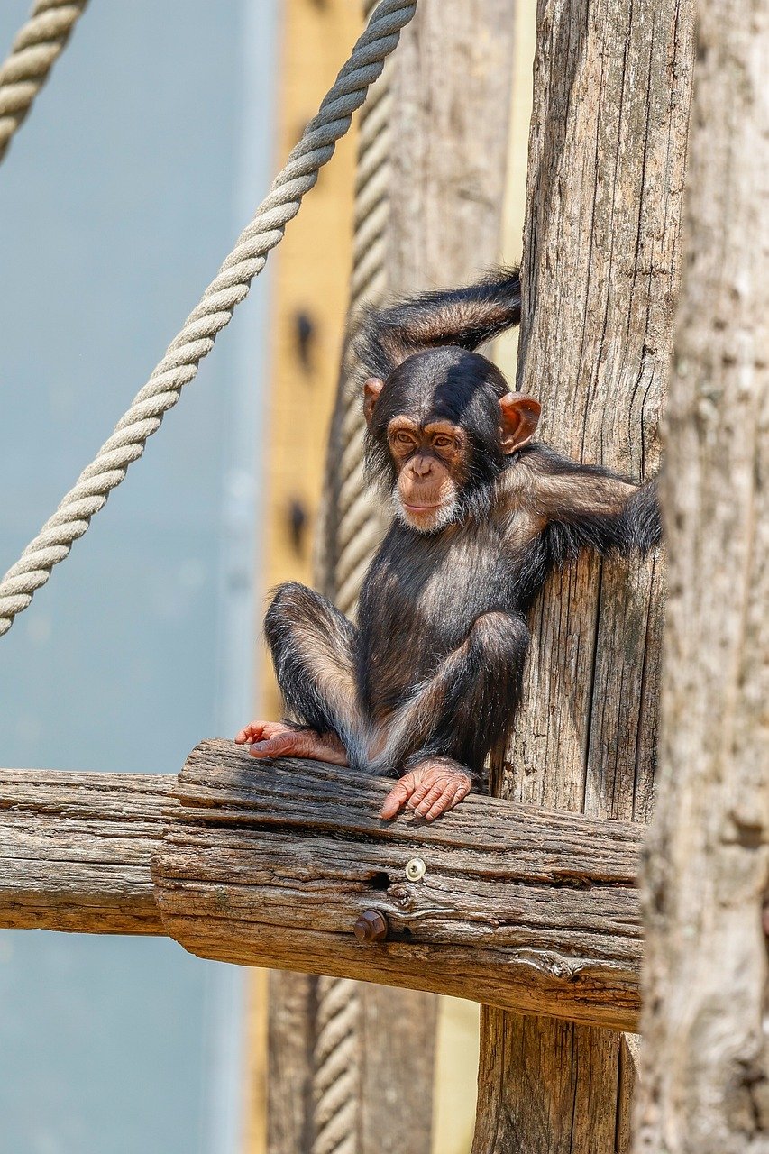 monkey, nature, primate, animal