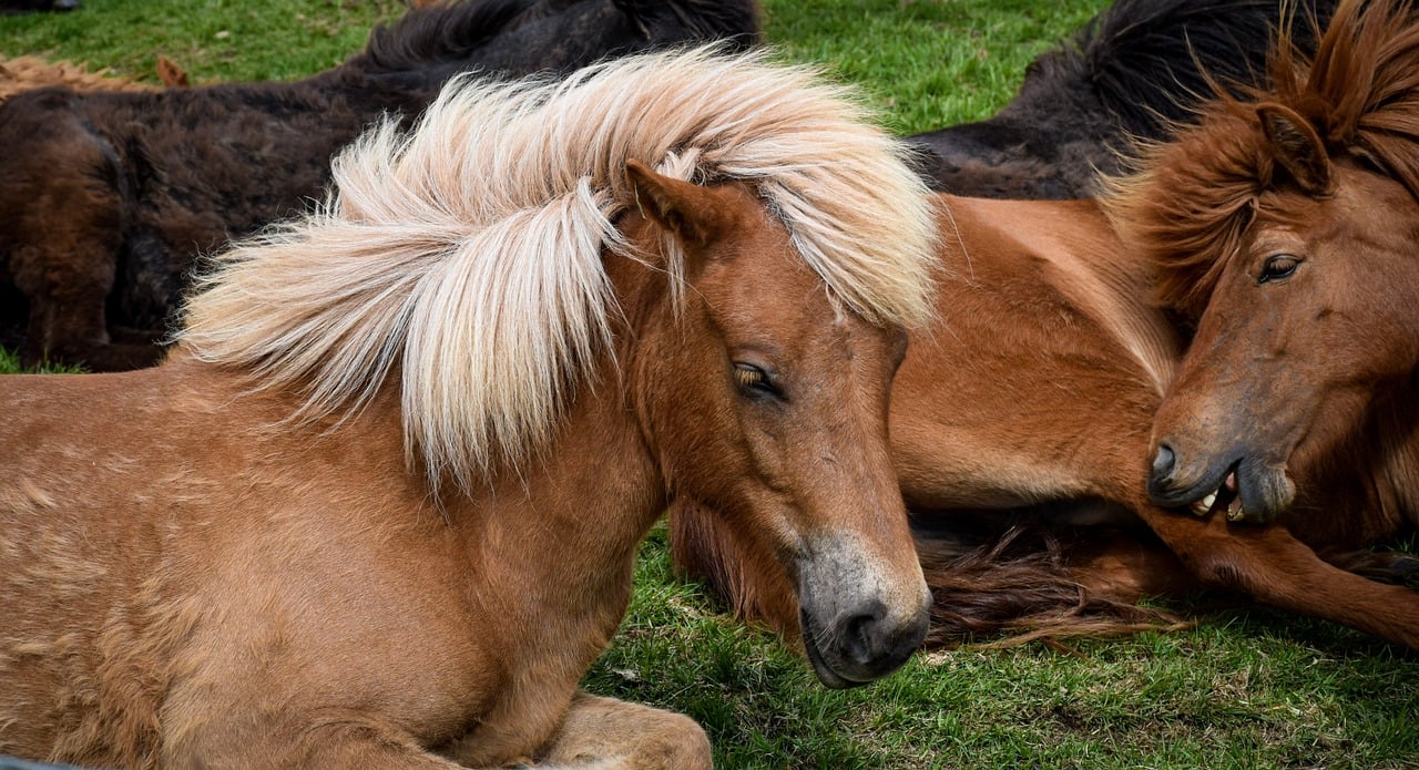 horse, nature, equine, animal, iceland, beautiful, model, attractive